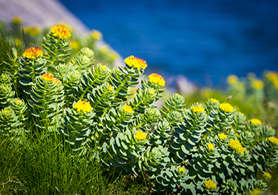 rhodiola nutrizione